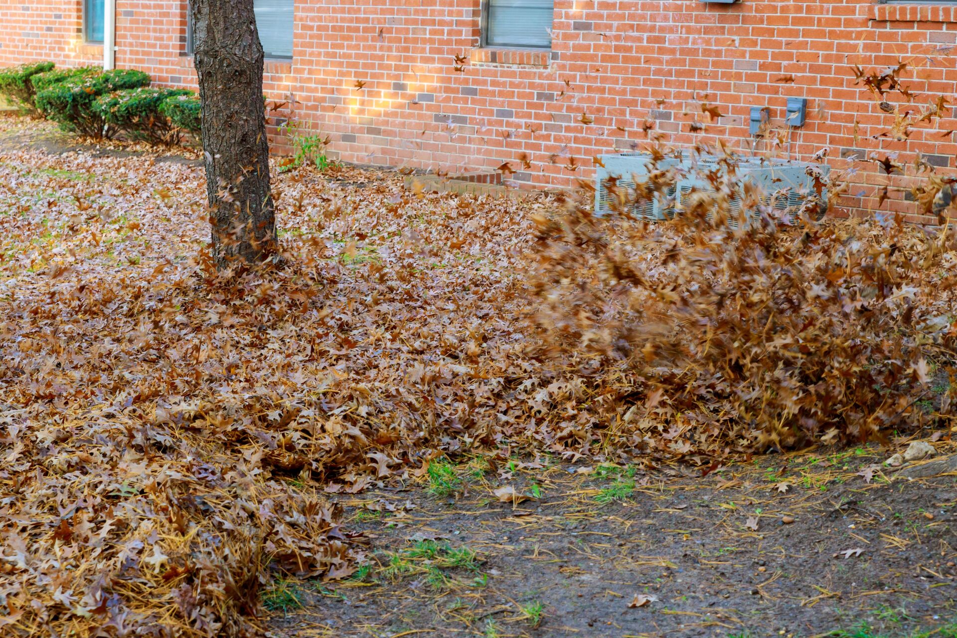 Professional Leaf Removal by LHM Maintenance Kent