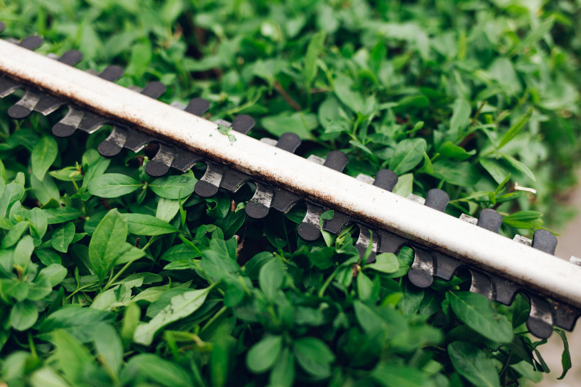 Hedge Trimming and Shaping by LHM Maintenance Kent