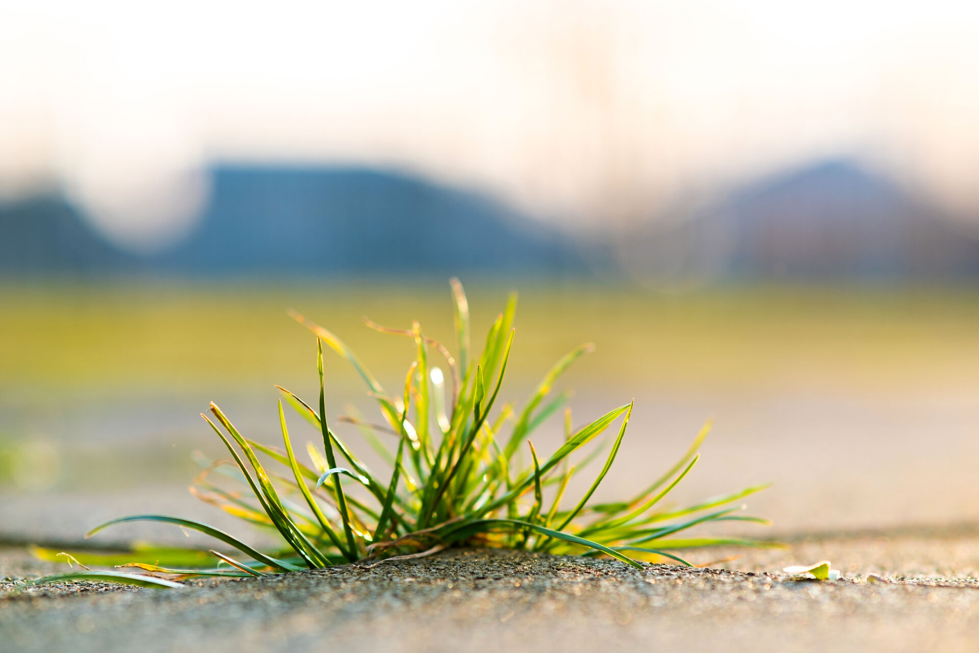 Weed killing with professional Weed Control for Commercial Properties