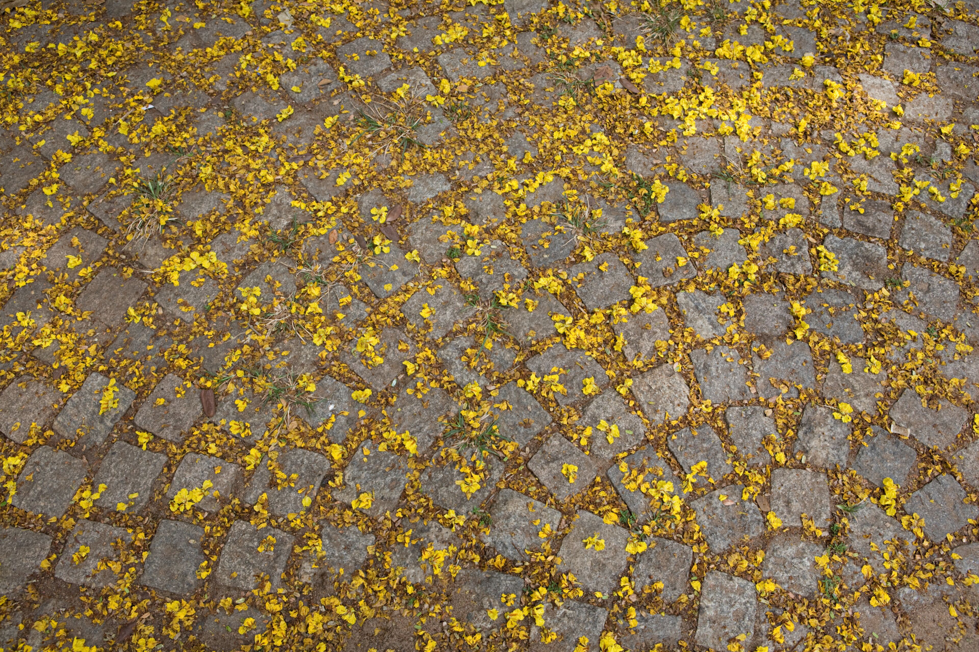 Professional Weed Control for Commercial Properties by LHM Maintenance Kent