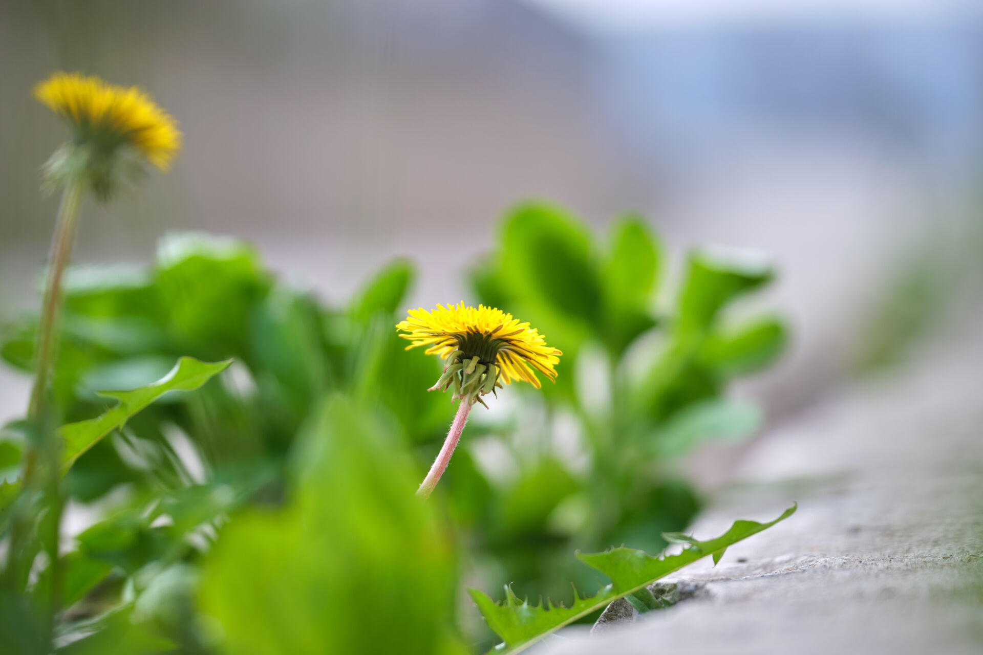 LHM Maintenance Kent are fully licensed and insured weed killers