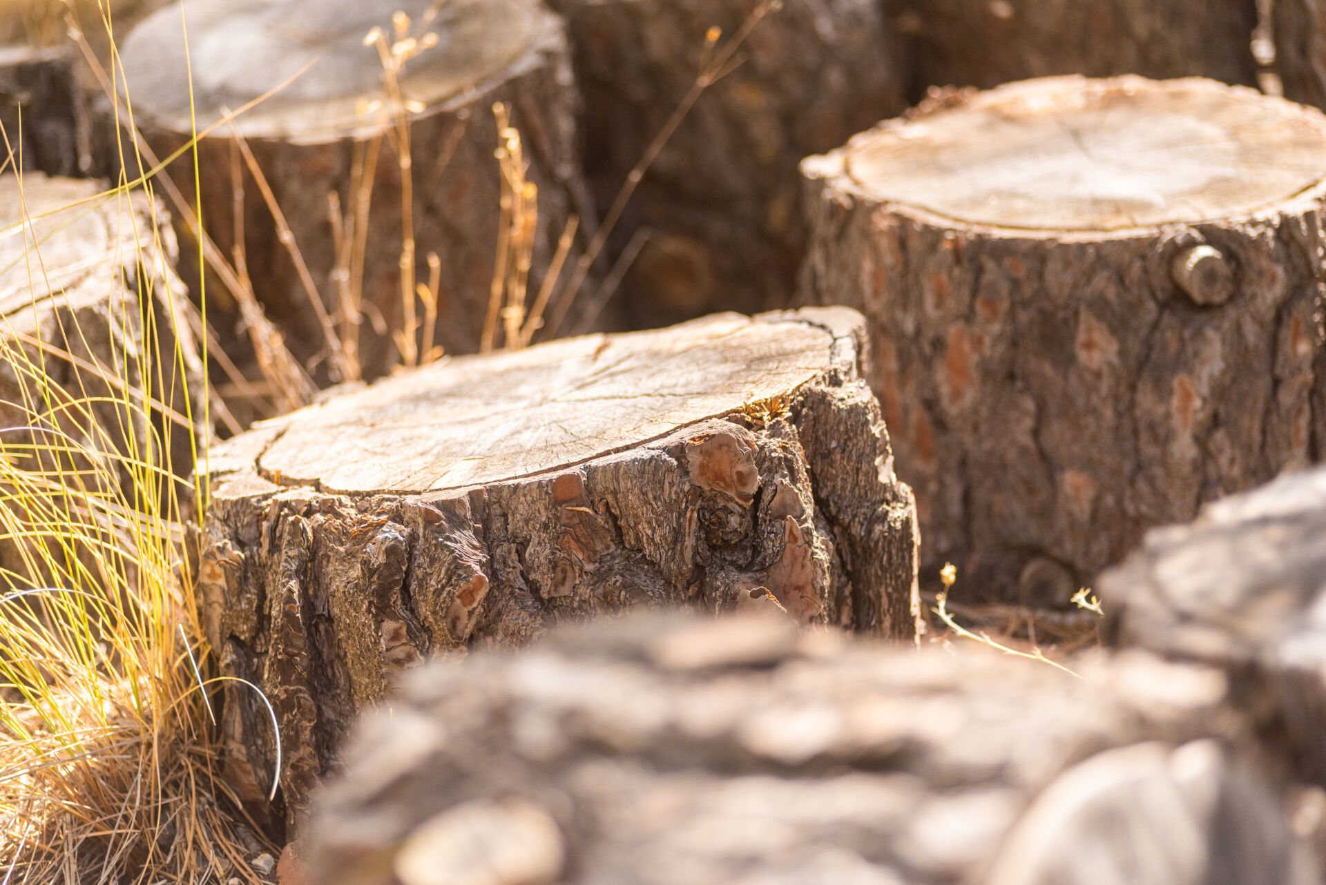 Professional Tree Stump Grinding by LHM Maintenance Kent