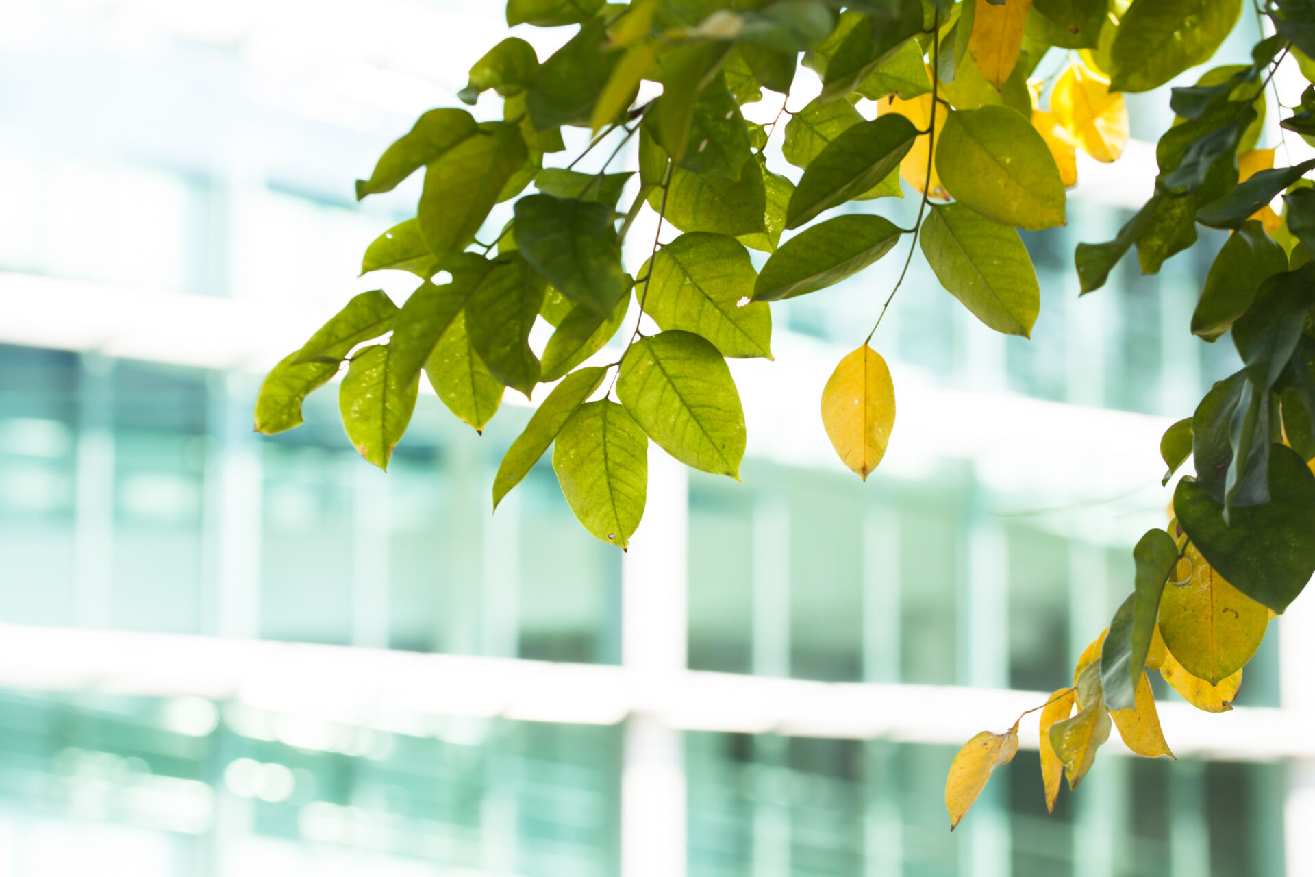 Contact LHM Maintenance a commercial ground maintenance service across all of Kent including gardening, tree stump grinding, weed and leaf control and exterior cleaning