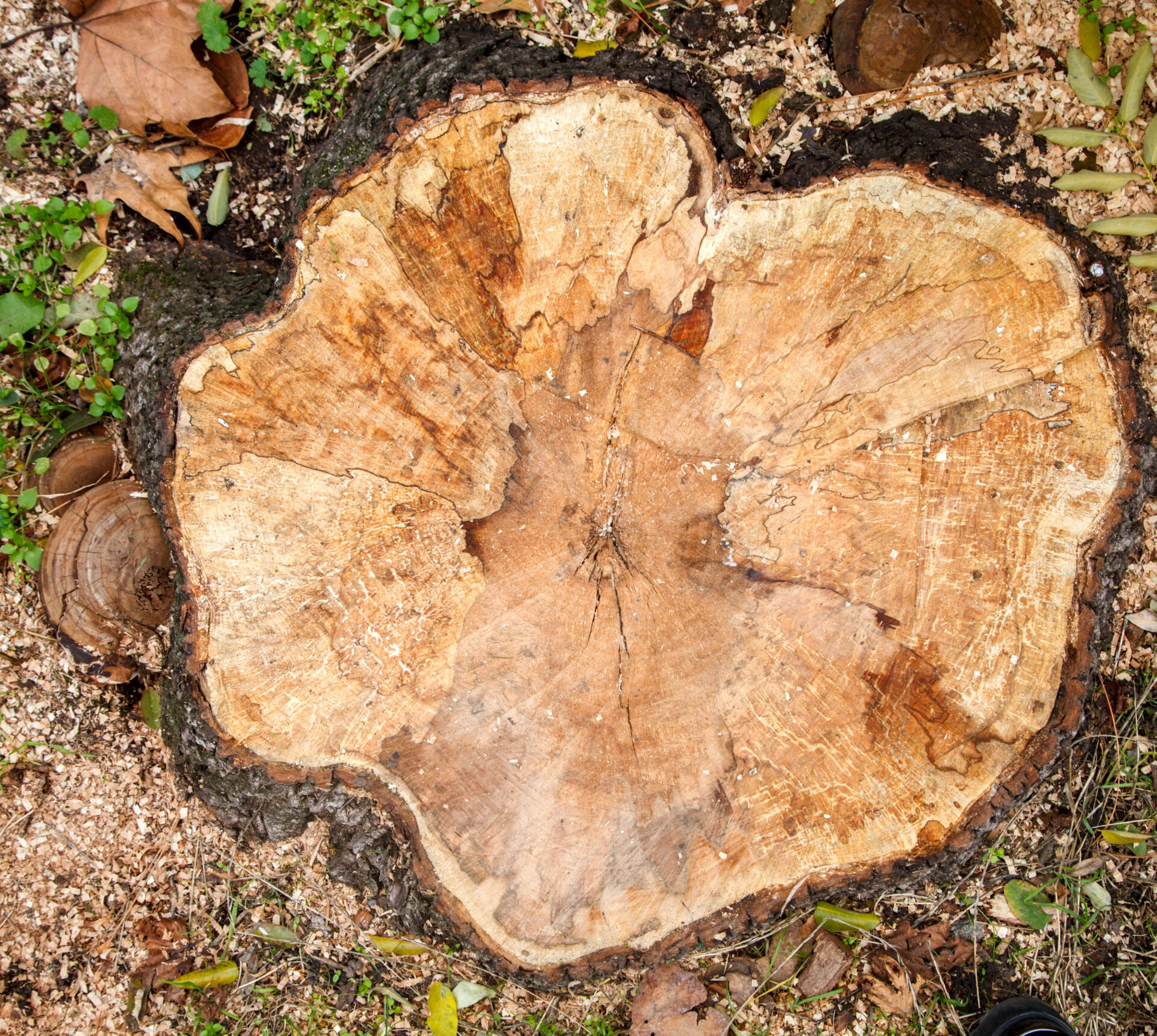 Professional Tree Stump Removal by LHM Maintenance Kent