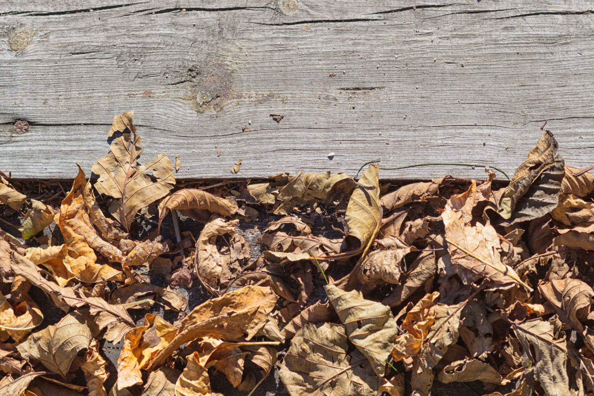 Professional Leaf Clearing by LHM Maintenance Kent