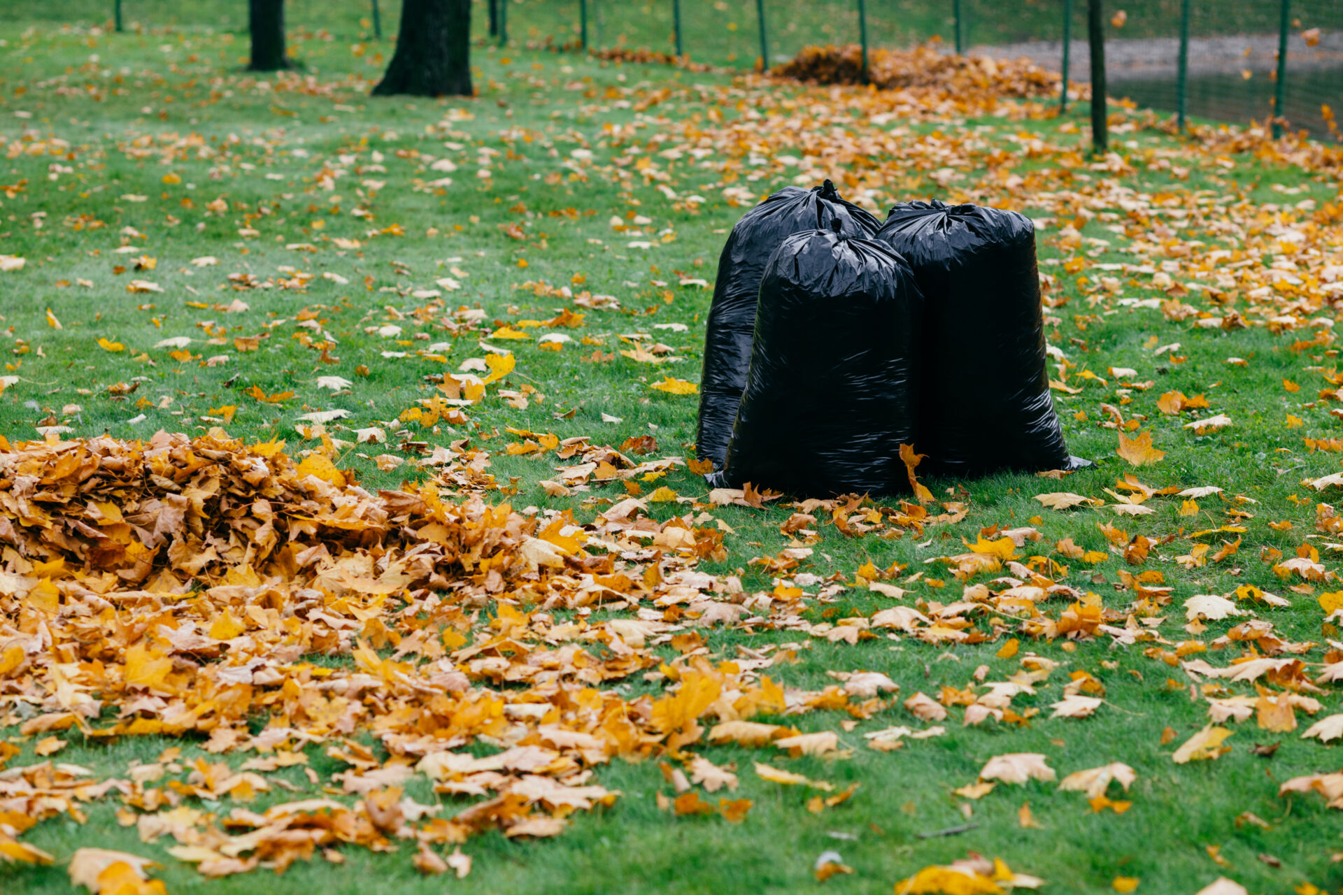 Professional Leaf Control by LHM Maintenance Kent